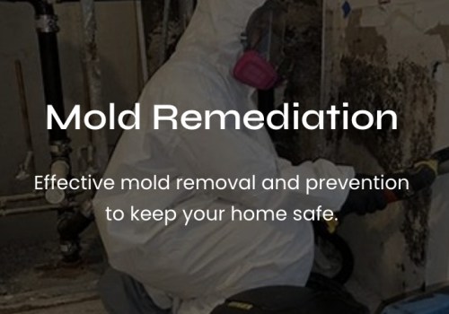 #1 Voted Best Mold Remediation Services in Washington D.C., Maryland, and Virginia (DMV)
